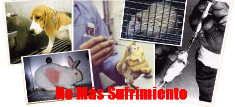 37.854 bytes Varias imágenes de animales sufriendo la tortura de las pruebas