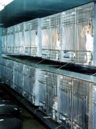 11.850 bytes Perros enjaulados esperando a ser utilizados en experimentos